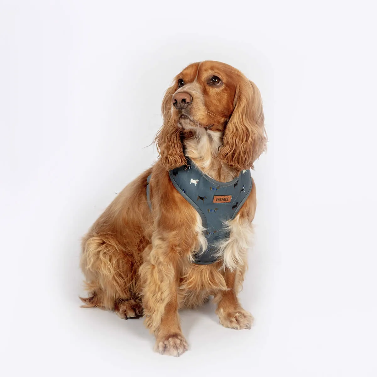FatFace Marching Dogs Dog Collar/Lead & Harness