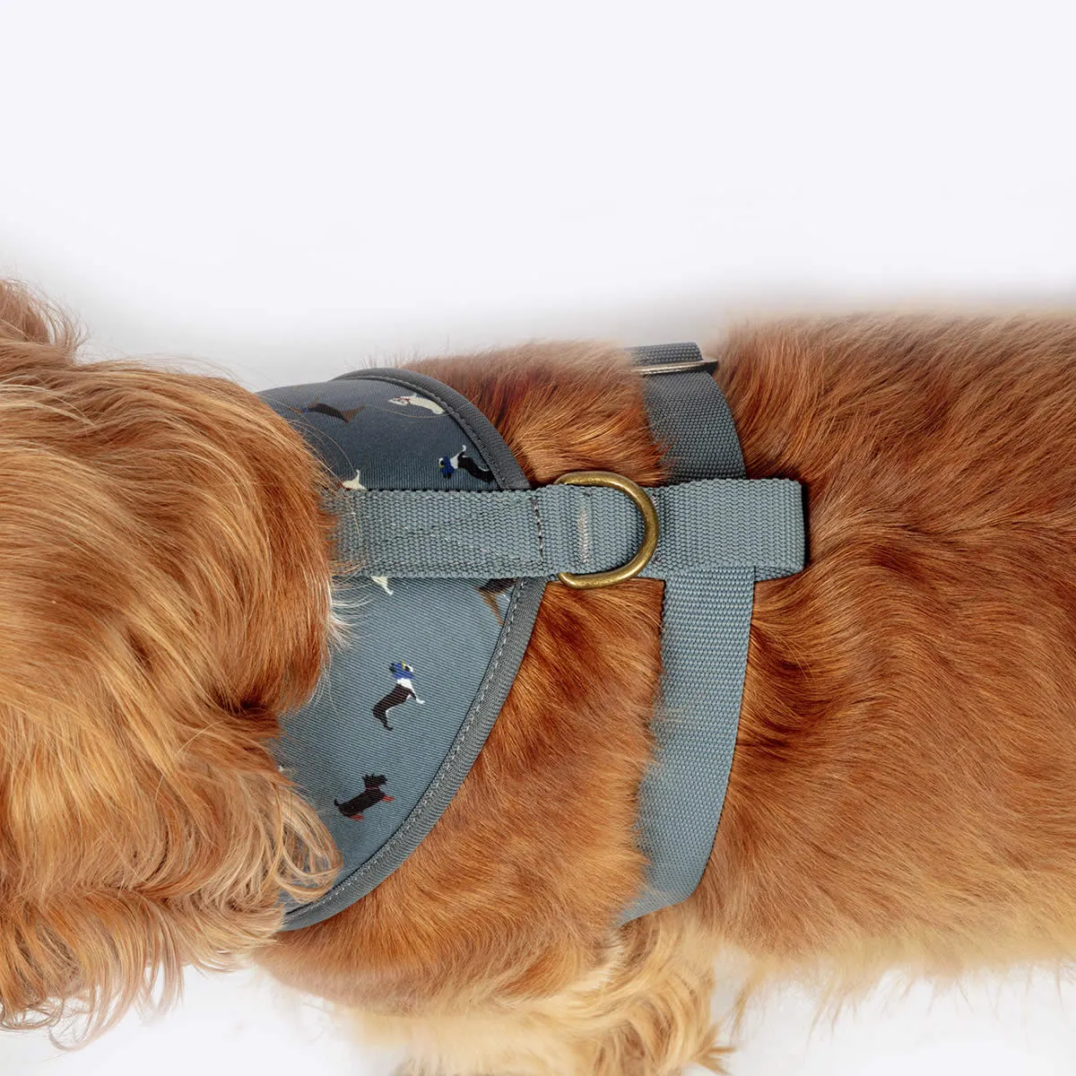 FatFace Marching Dogs Dog Collar/Lead & Harness