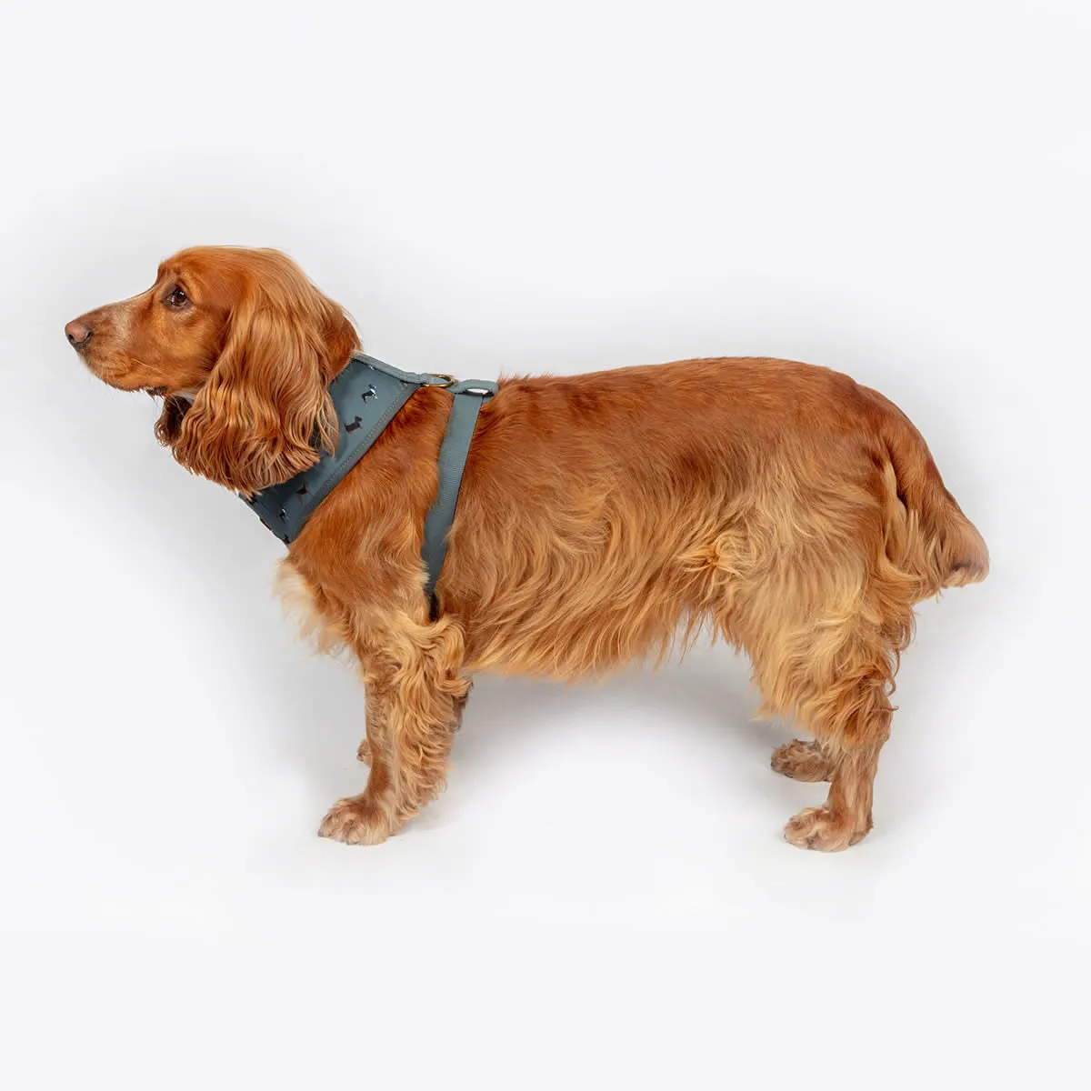 FatFace Marching Dogs Dog Collar/Lead & Harness
